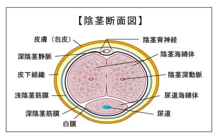 ペニスの構造と包茎の特徴